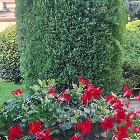 Viridis Garda - Nature&relax شقة *